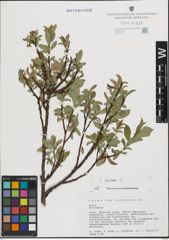 Foto von Salix hastata L.